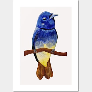 Black-naped monarch Posters and Art